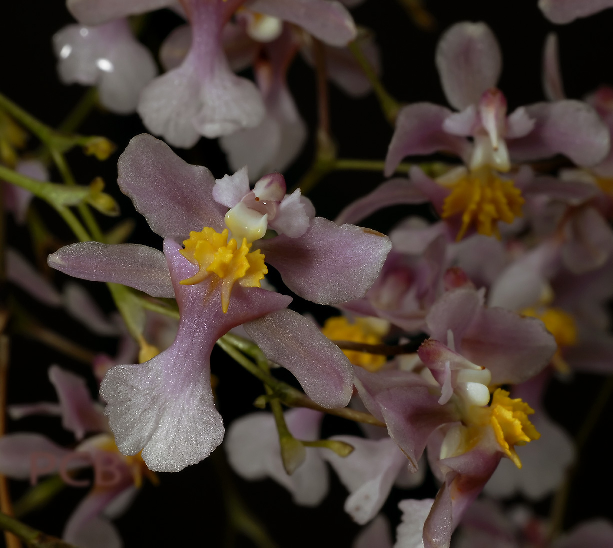 Oncidium ornithorhynchum