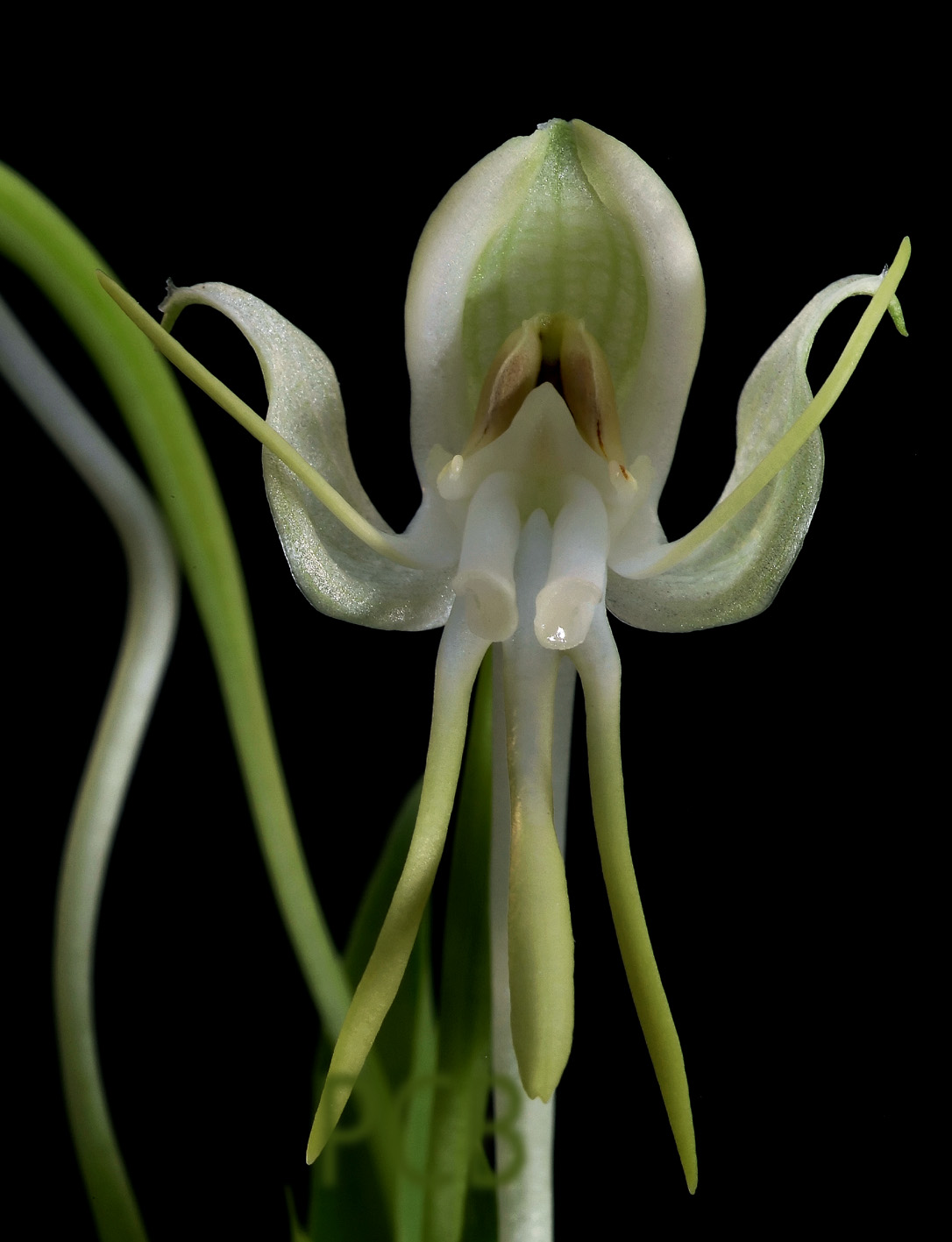 Habenaria bractescens