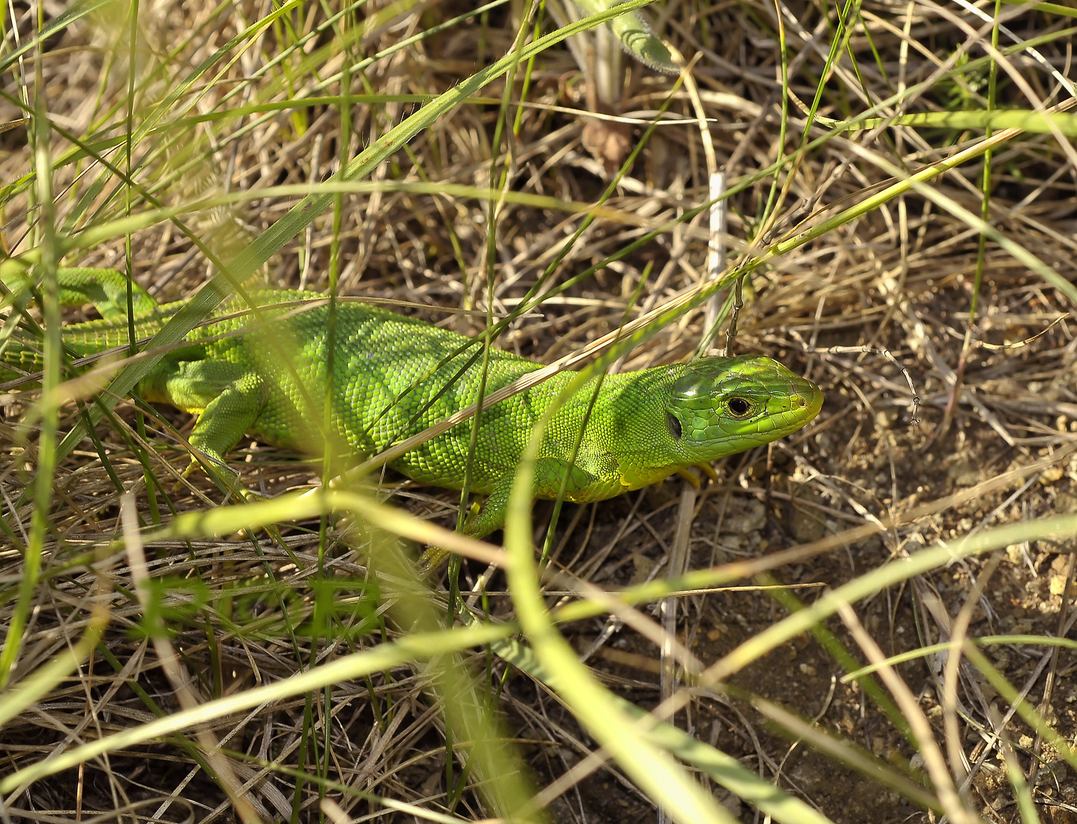 Smaragdhagedis in habitat - Lacerta  bilineata