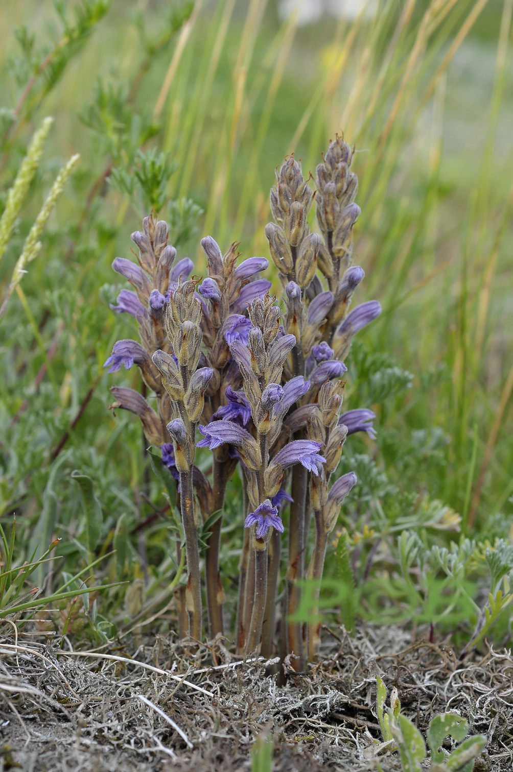 Orobanche purpurea, blauwe bremraap