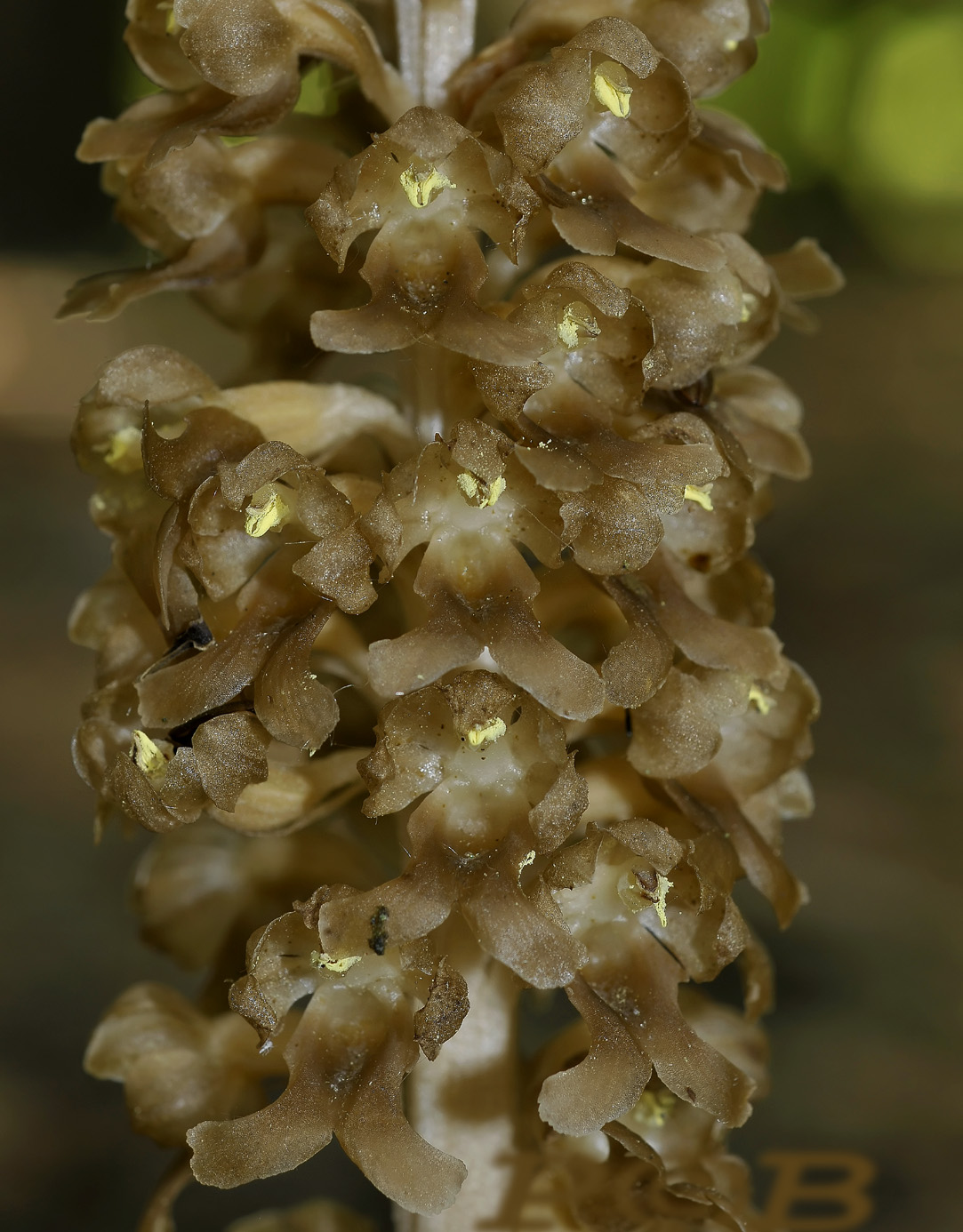 Vogelnestje close, Neottia nidus-avis