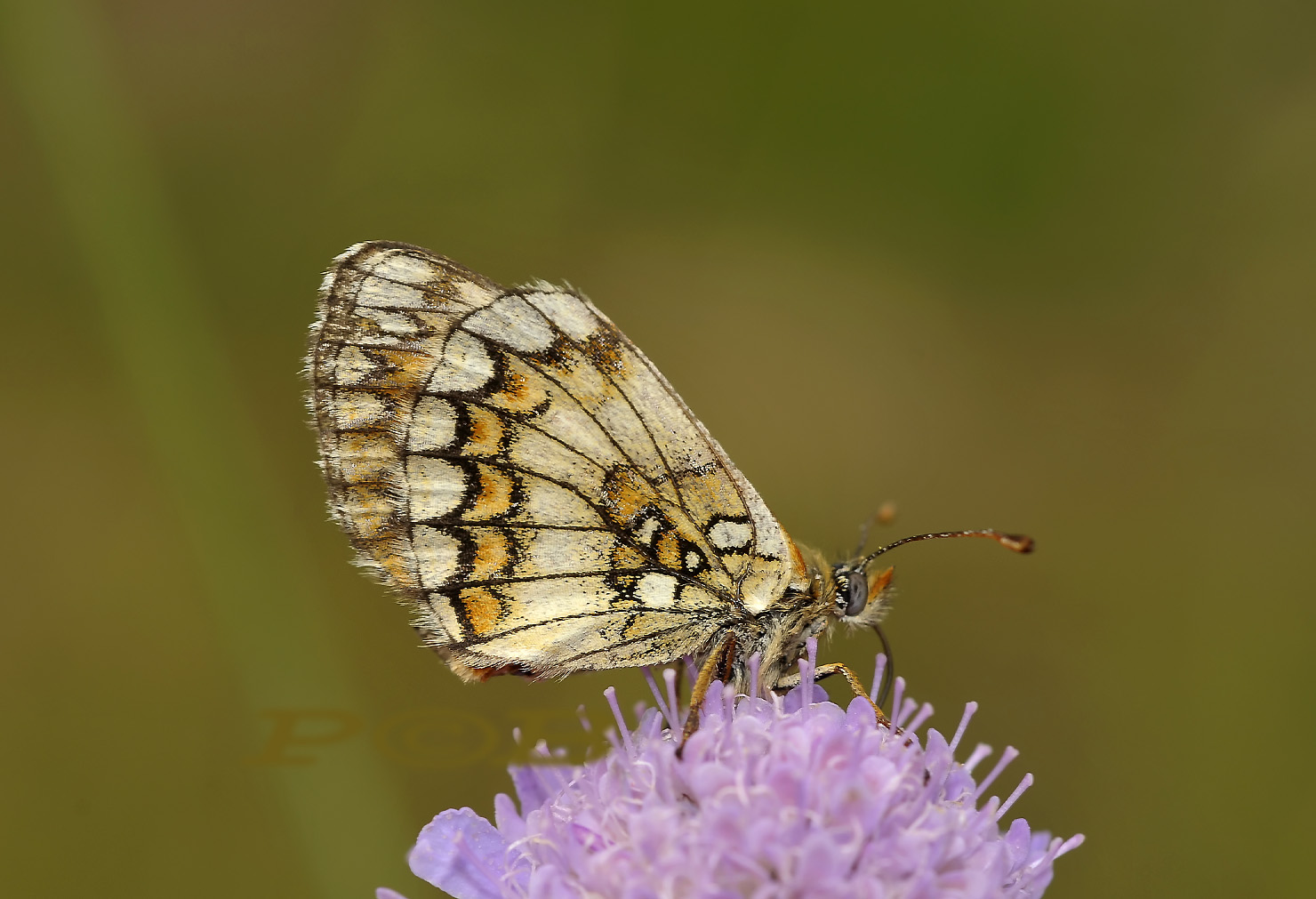 Woudparelmoer op knautia