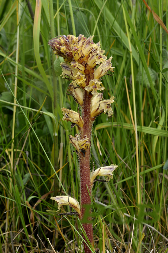 Orobanche minor, Klavervreter