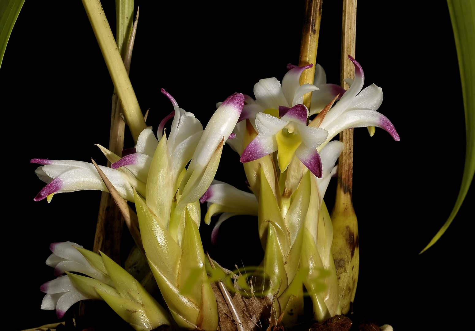 Coelia bella, flowers 1  cm, botanic