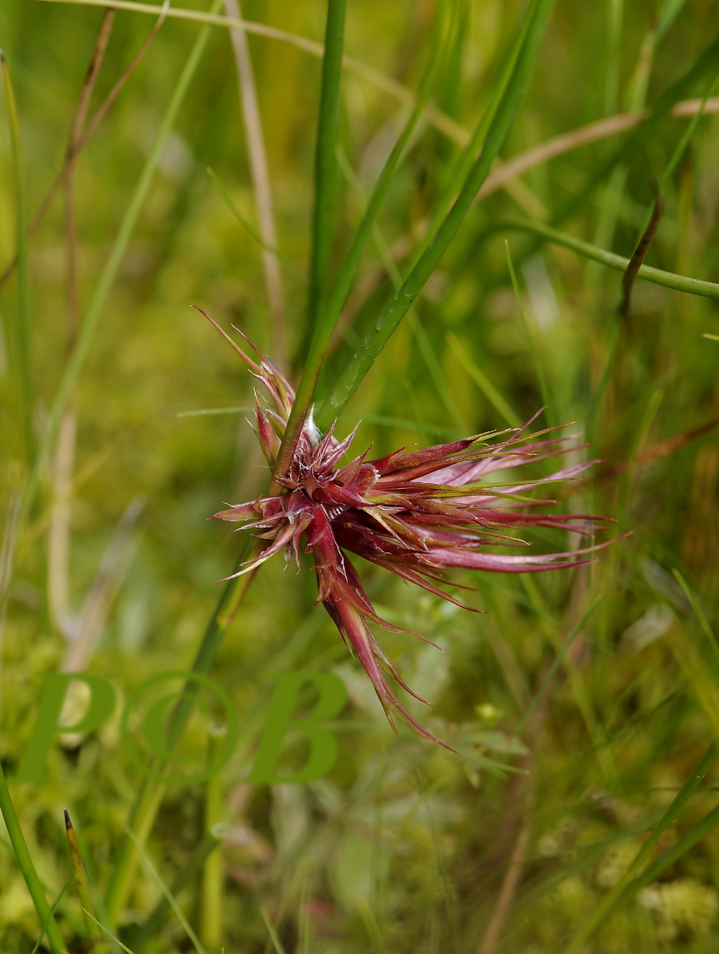 Geknotte rus, Juncus nodosus