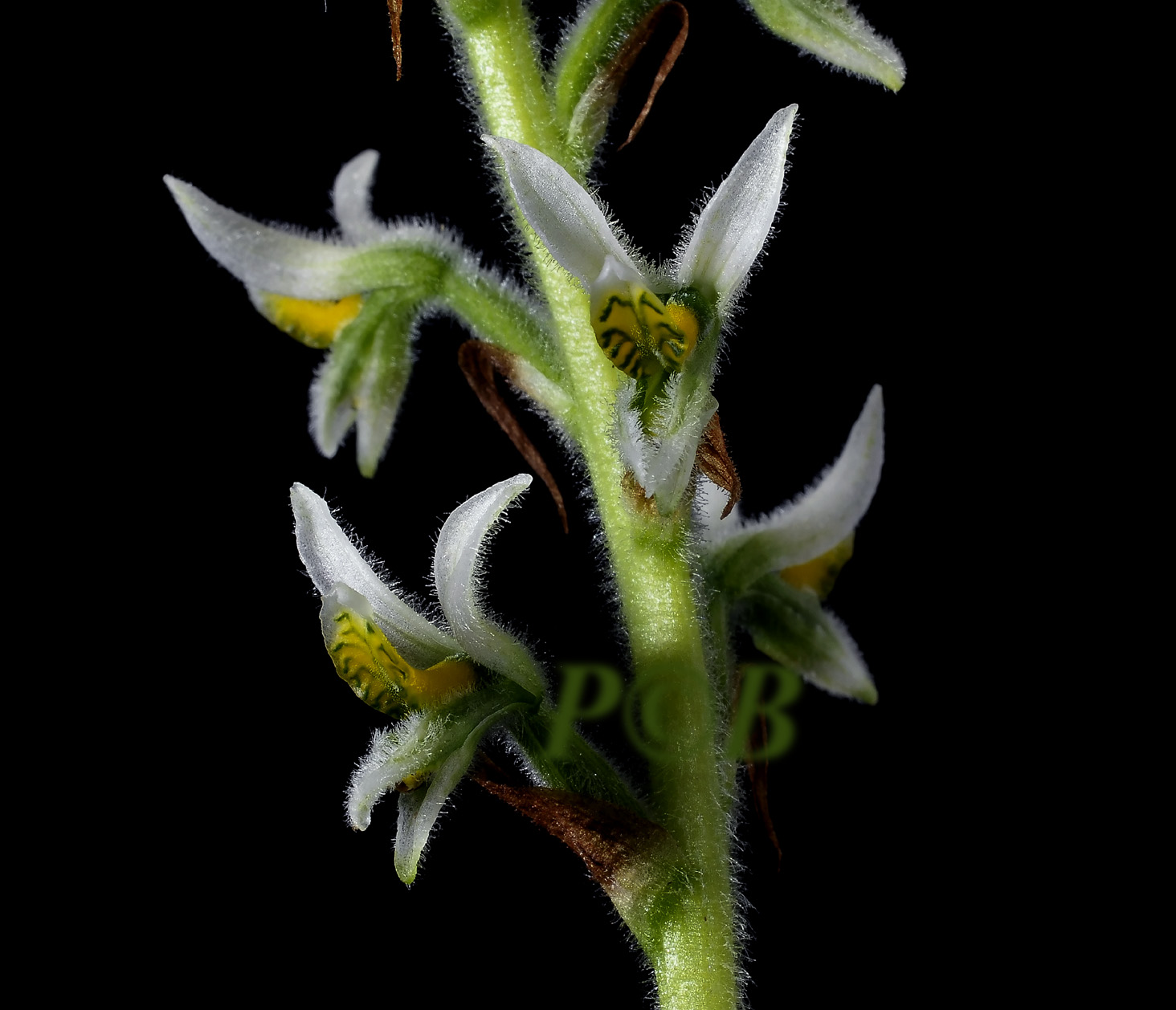 South American Pterichis species, one flower 8-10 mm across