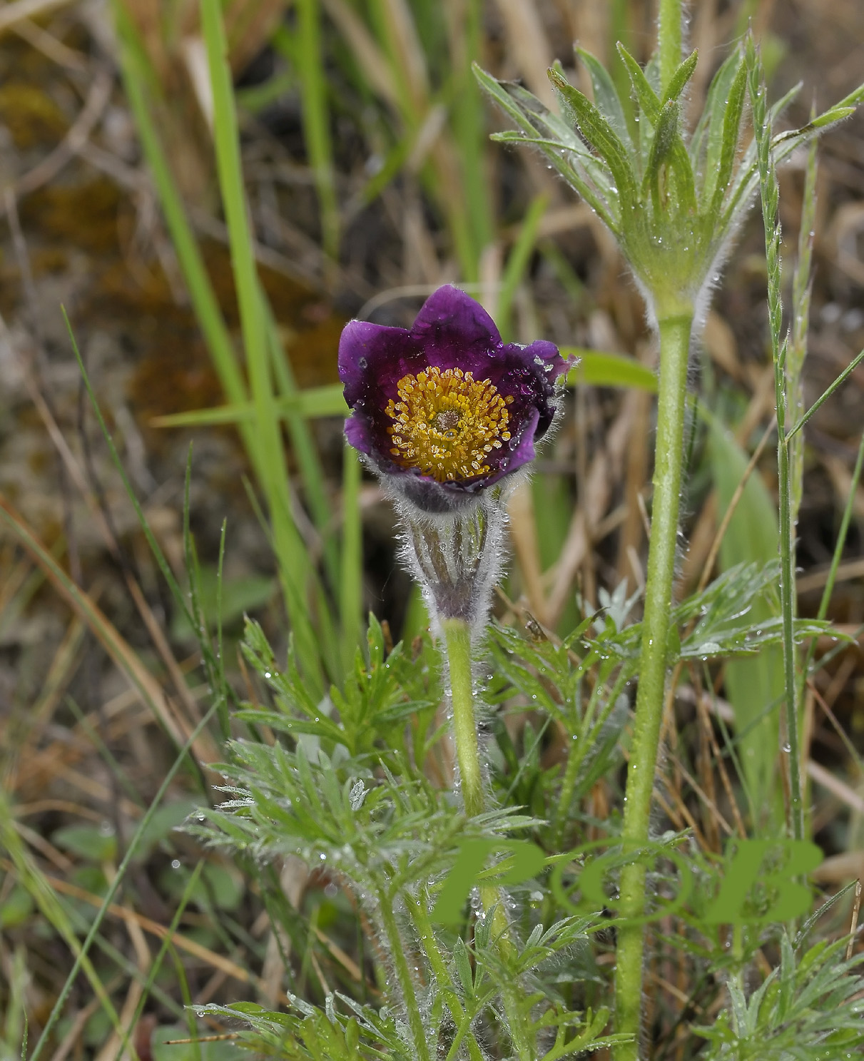 Pulsatilla montana