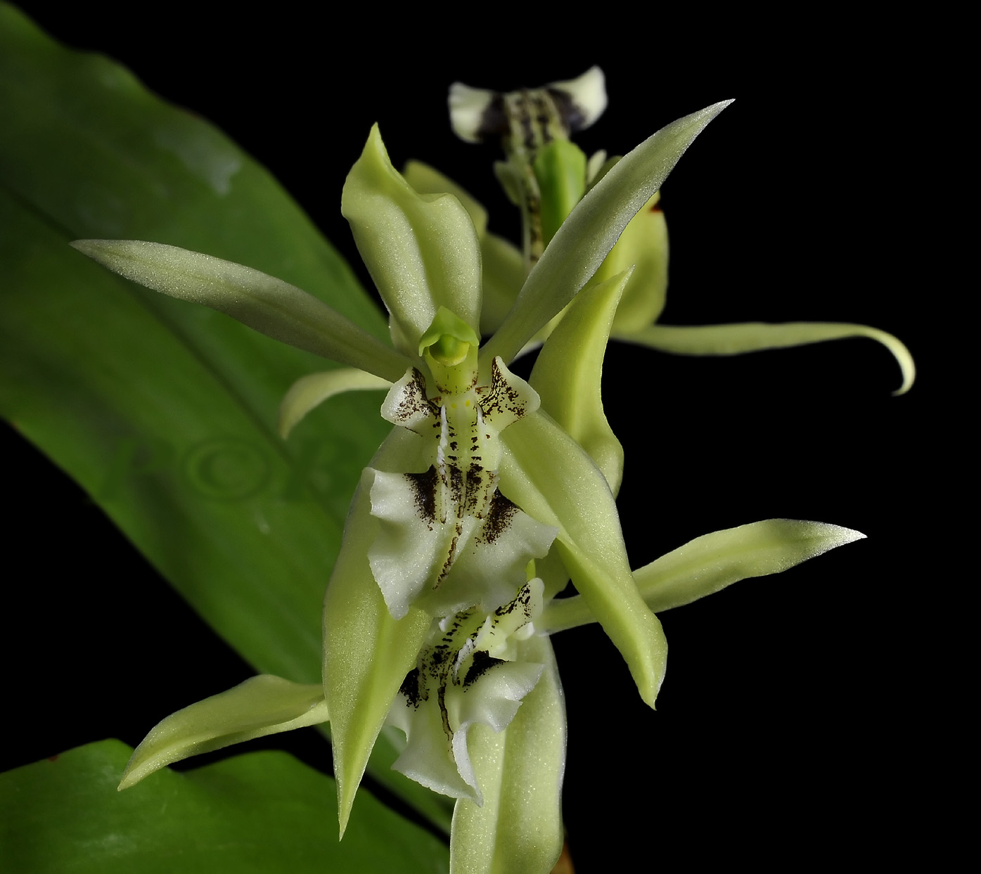 Coelogyne viridis