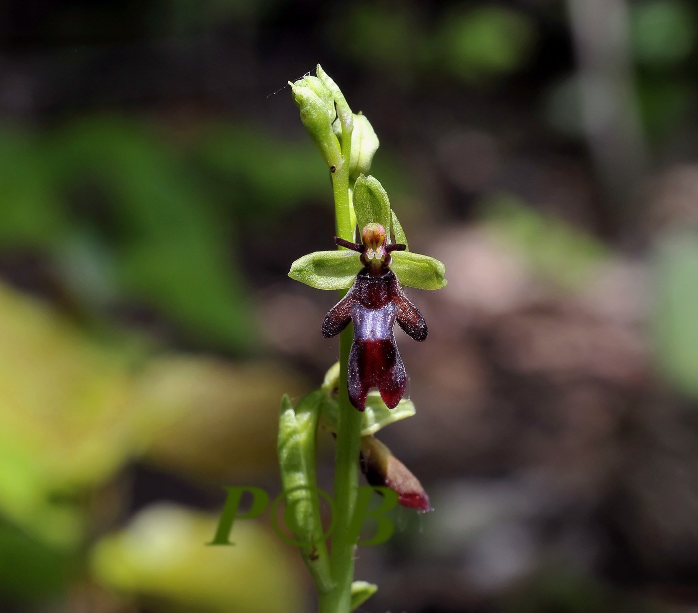 Vliegenorchis, Ophrys insectifera