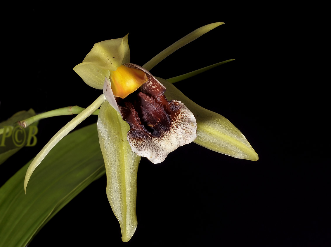 Coelogyne celebensis