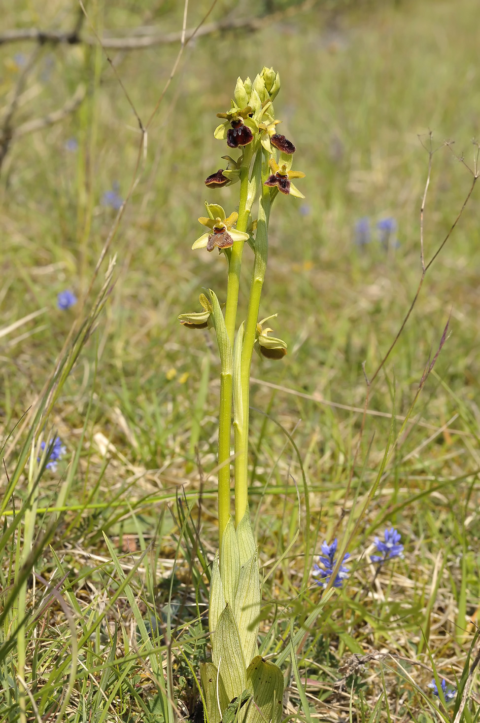 O. sphegodes