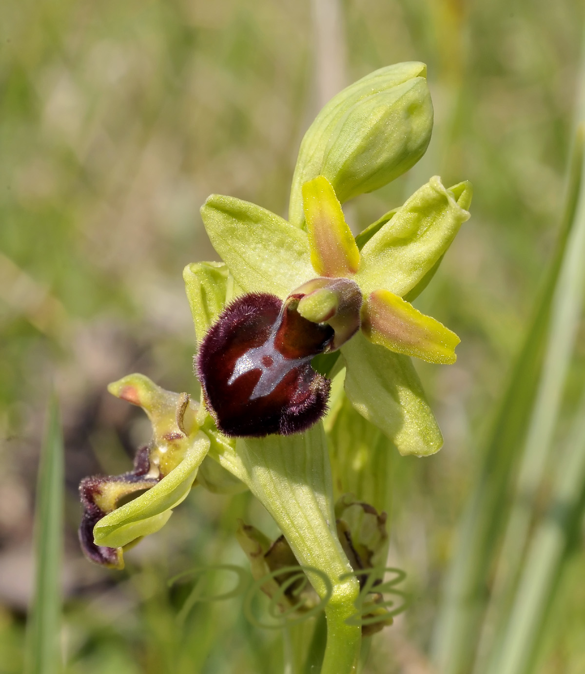 O.sphegodes