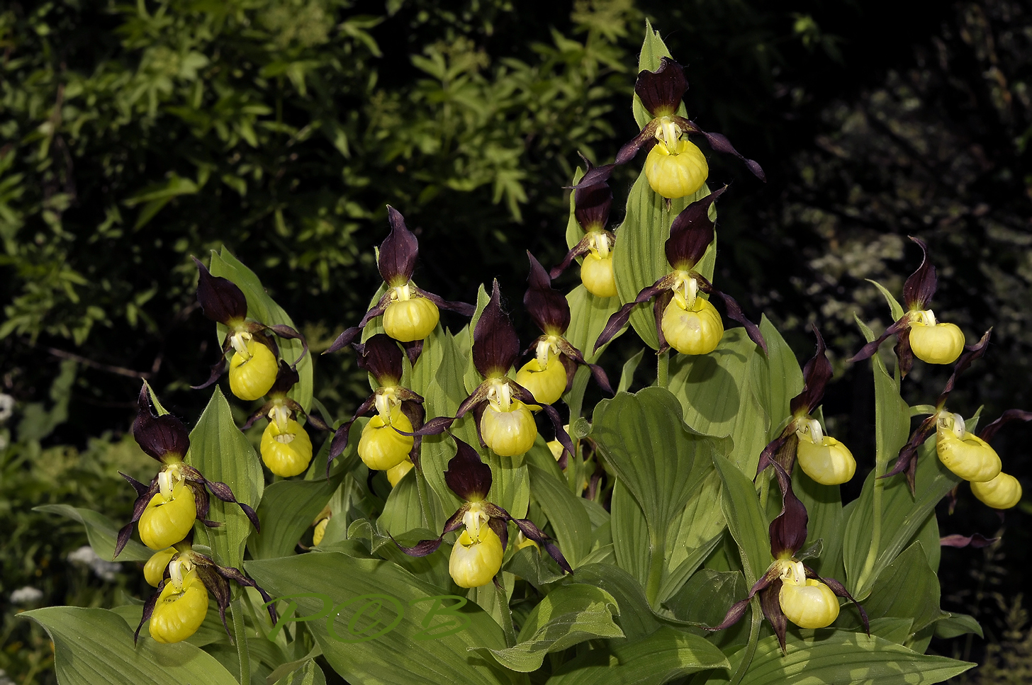 Cypripedium calceolus, Polen