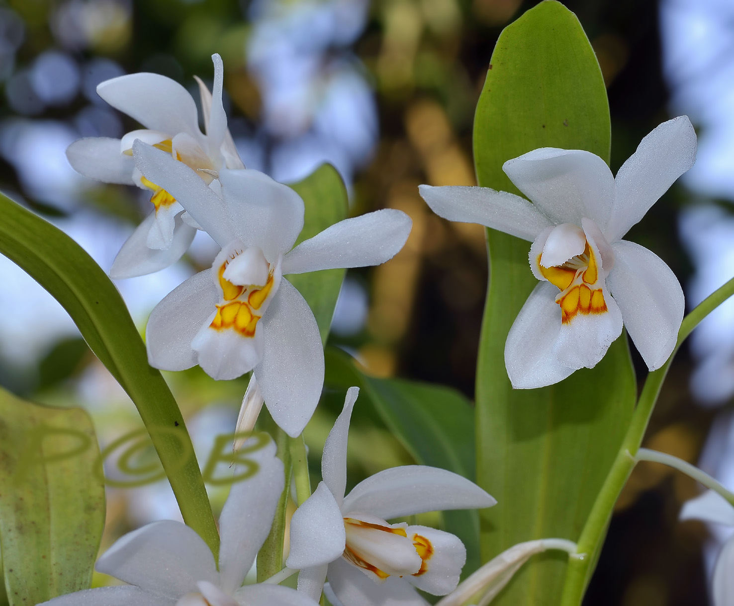 Coelogyne nitida