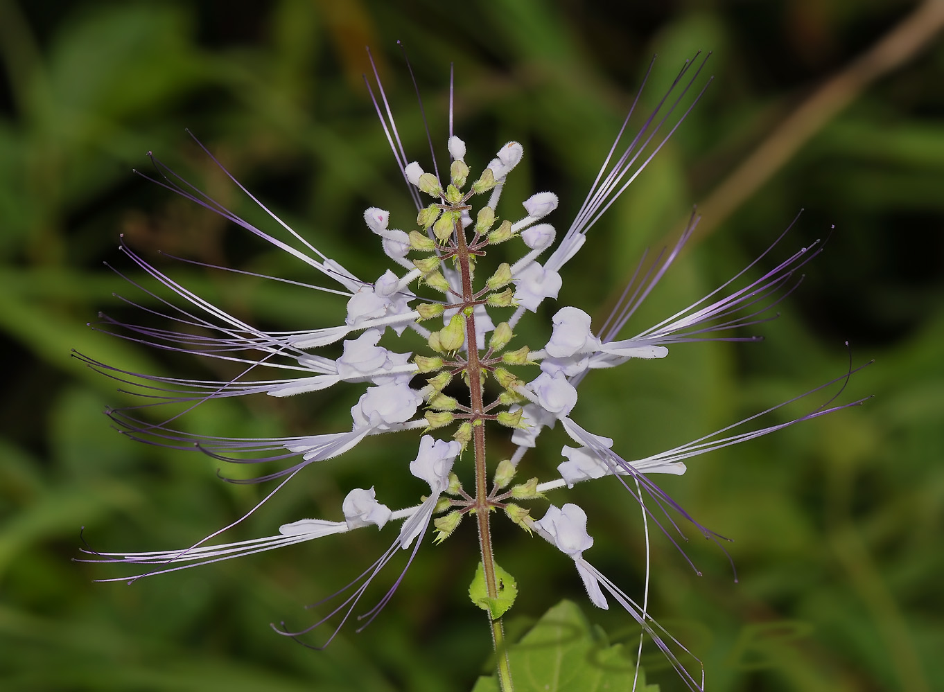 Aesculus parviflora