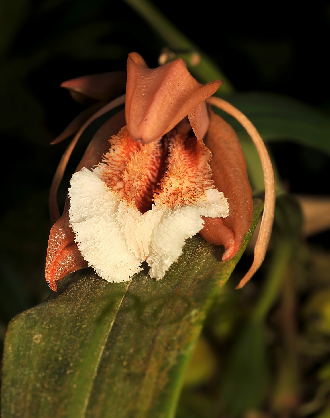Coelogyne speciosa incarnata, salmon