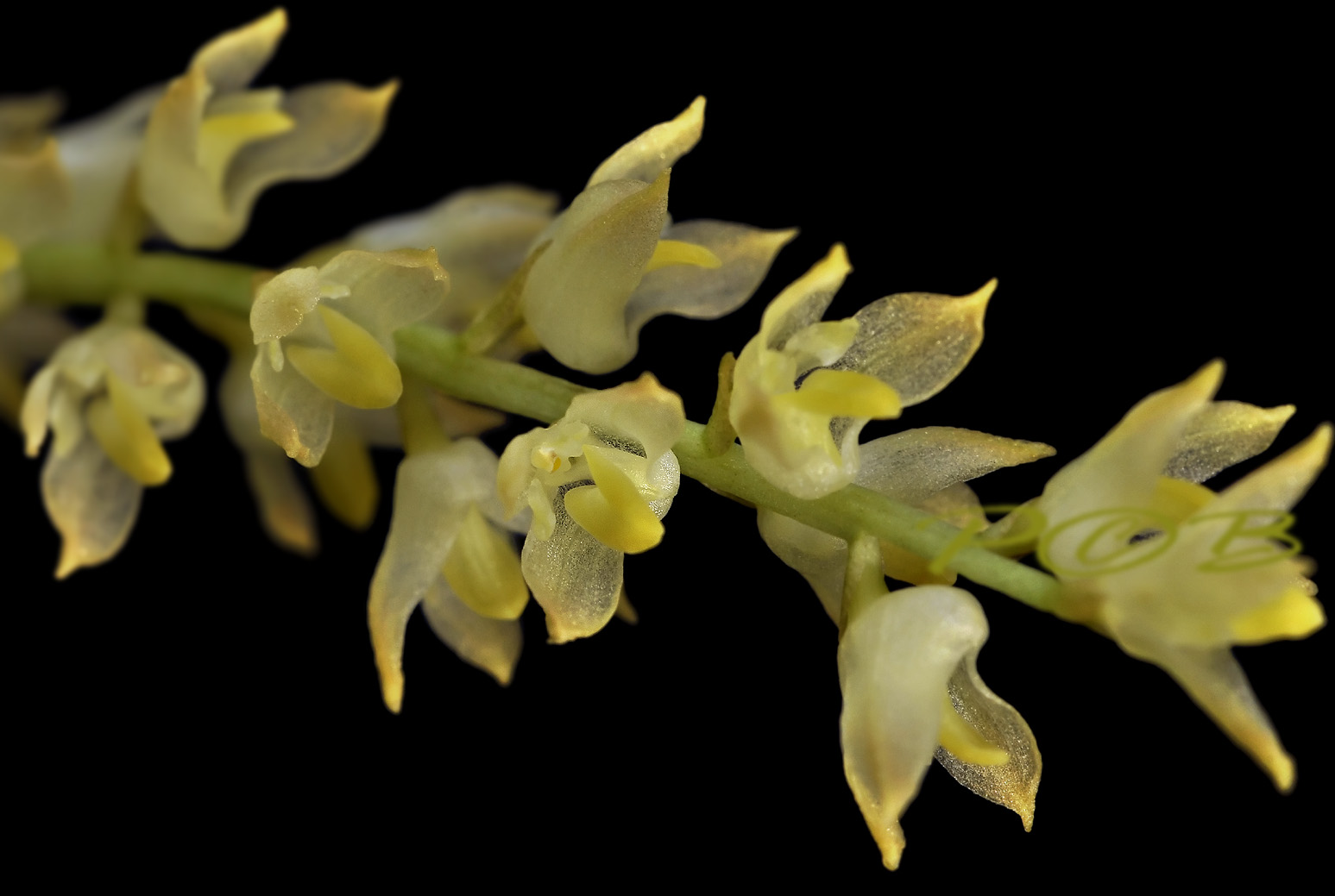 Bulbophyllum sp. 1 cm