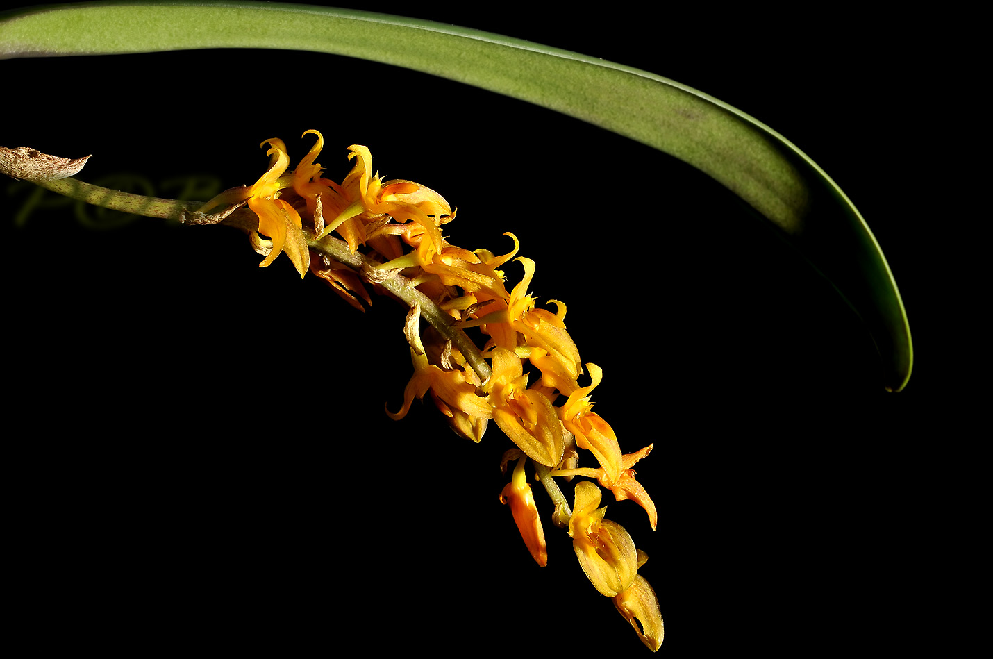 Bulbophyllum neilgerrene