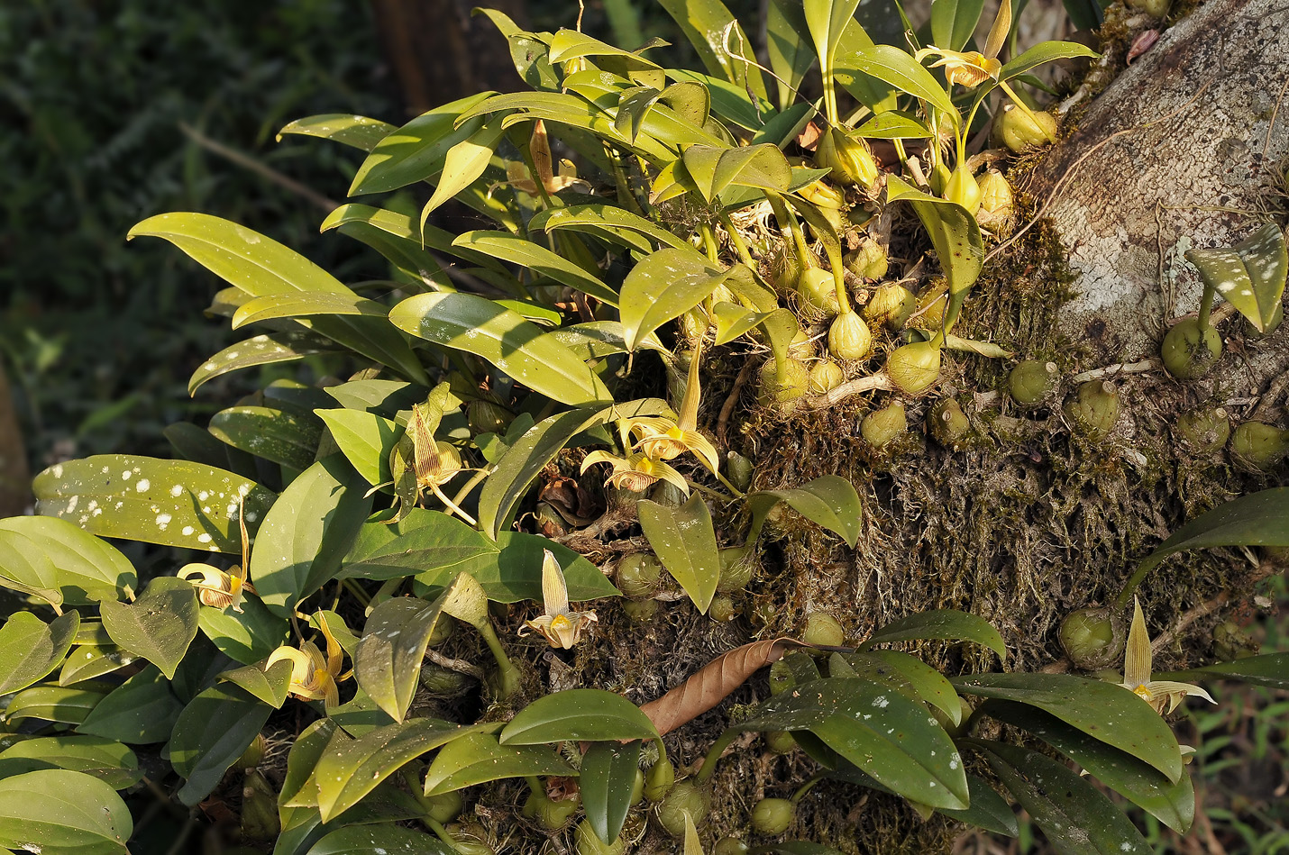 Bulbophyllum siamense, colony