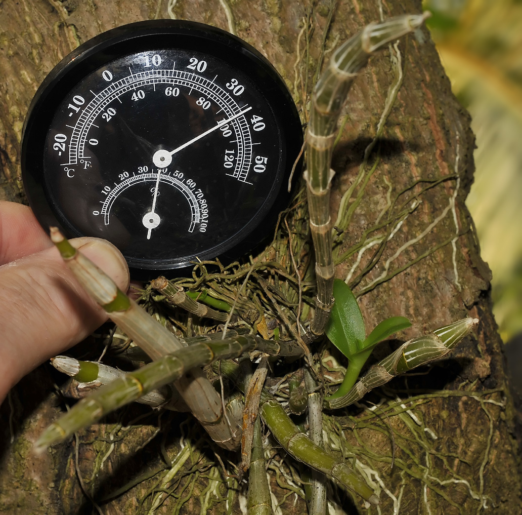D. crepidatum temp.