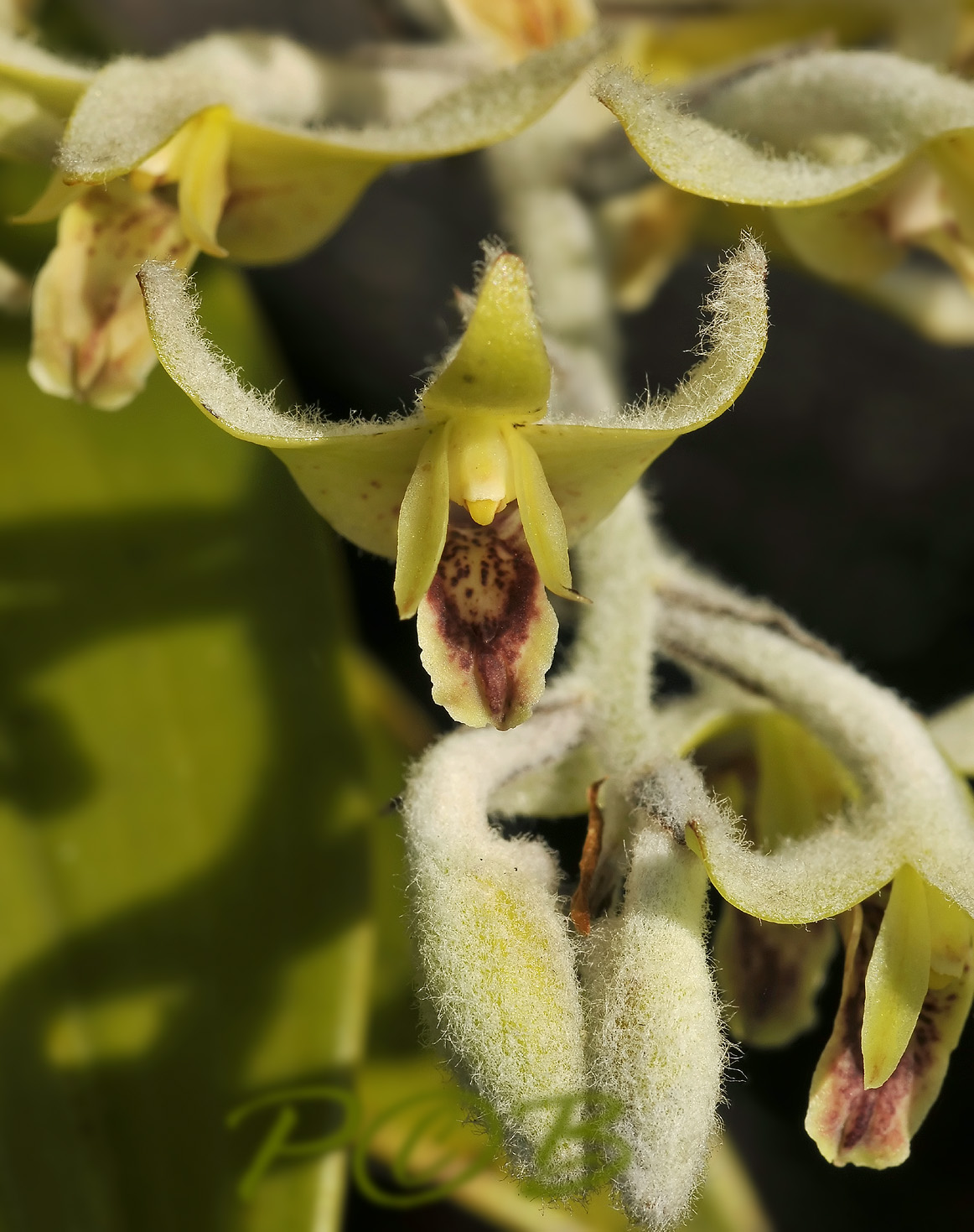 Eria albidotomentosa, natural light , no flash, the white fur is to block the intense U.V. light