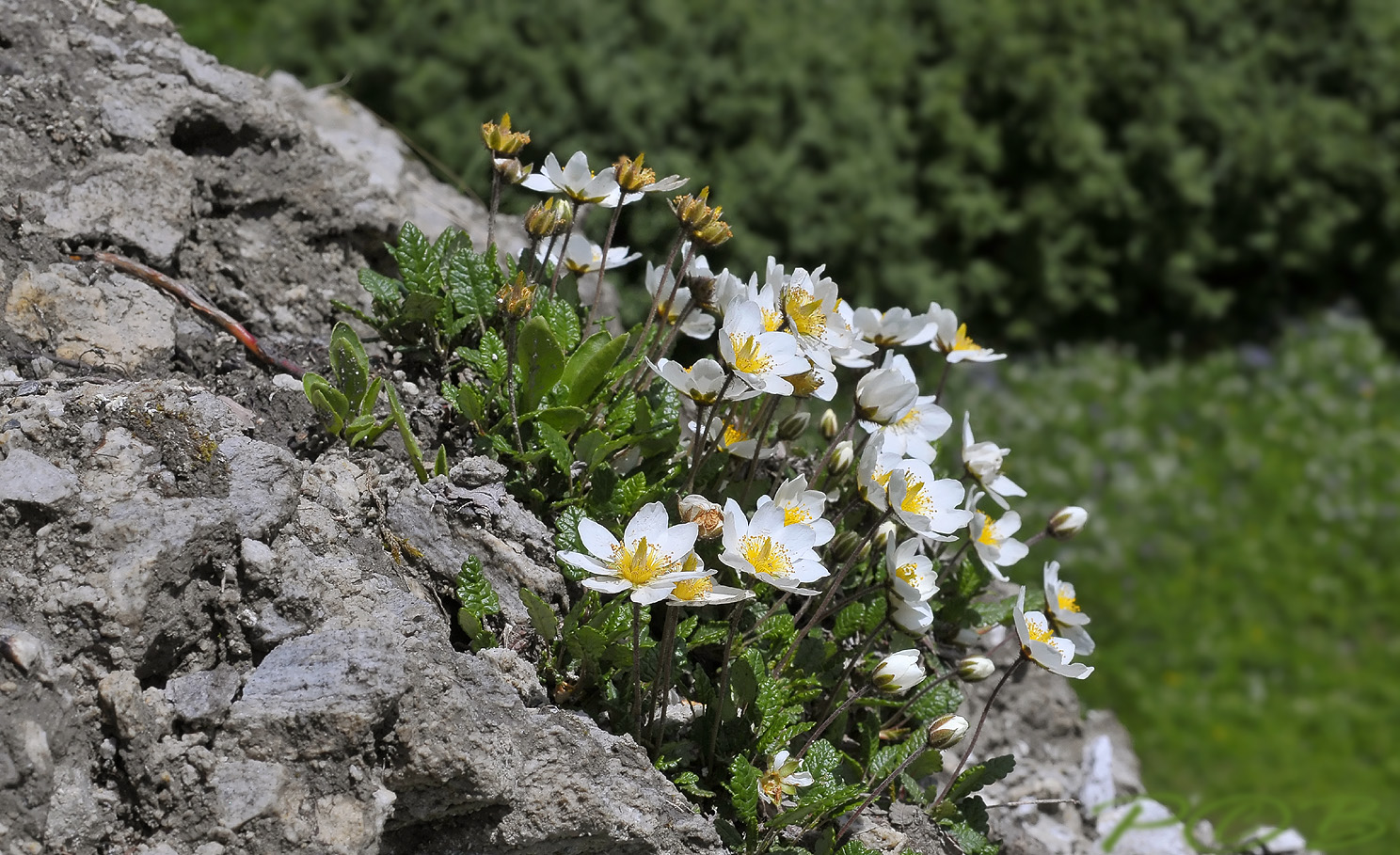 Dryas octopetala, Zilverwortel