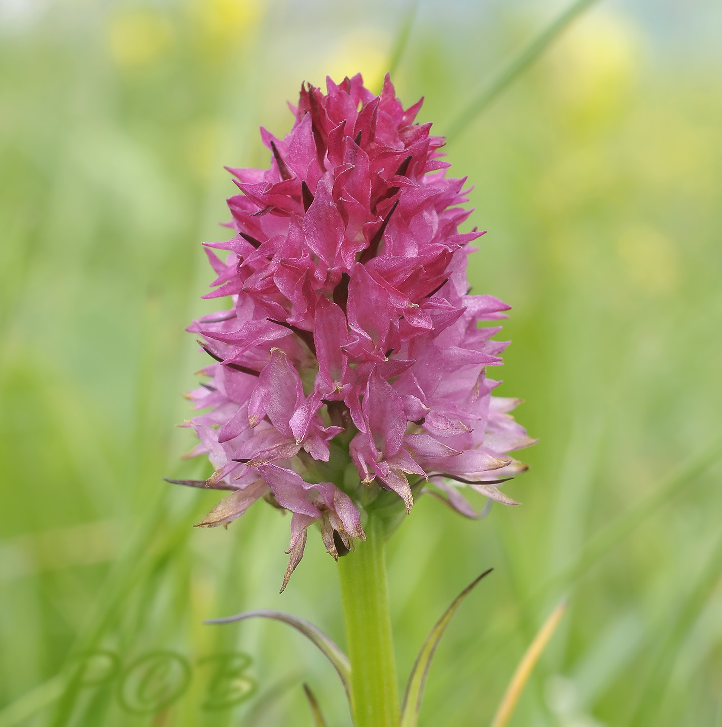Roze vanilleorchis, Gymnadenia lithopoliticana, for Thai viewers: Kloimay din