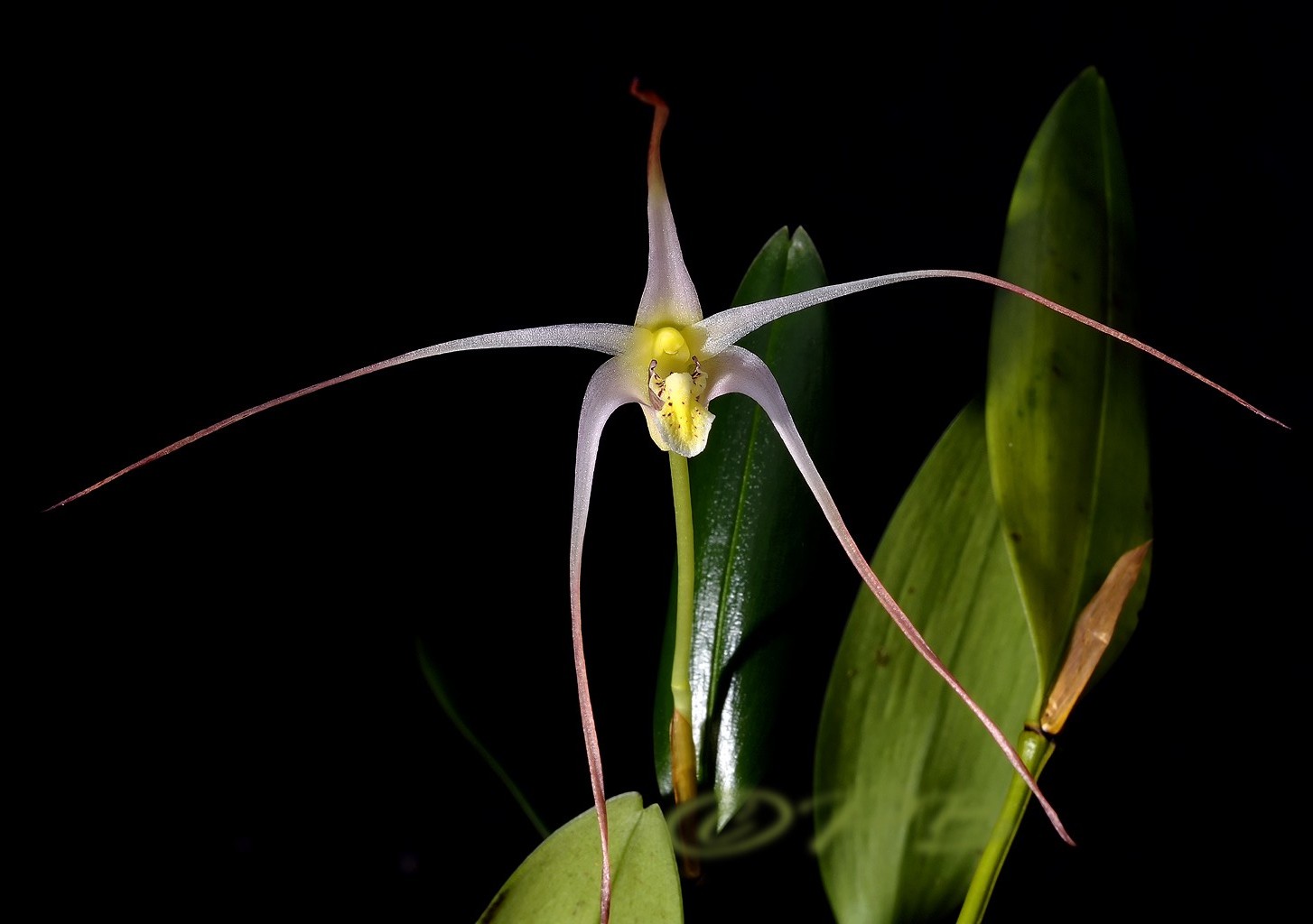 Diplocaulobium arachnoideum