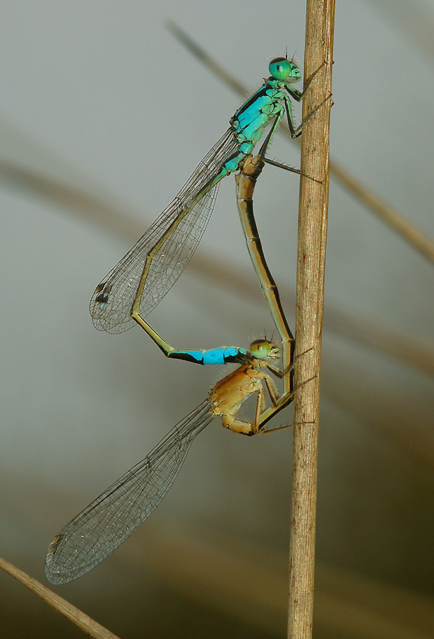 Paringswiel Ischnura elegans, vrouwtje is vorm  infuscans-obsoleta