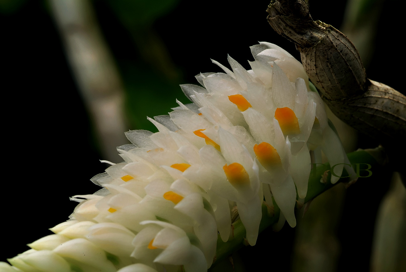 Dendrobium secundum, close