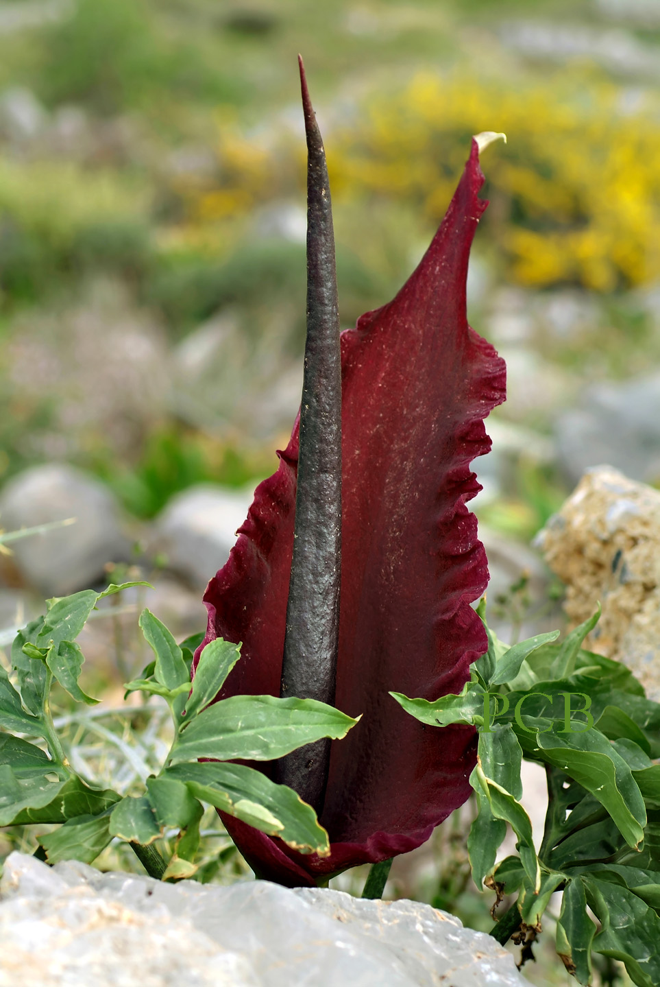 Dracunculus vulgaris, Kreta