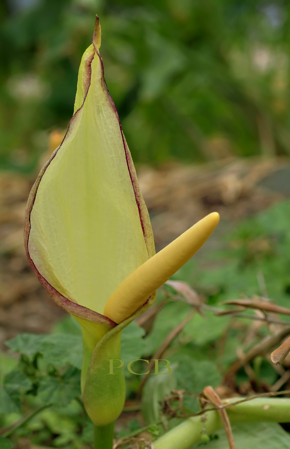 Arum creticum, Kreta