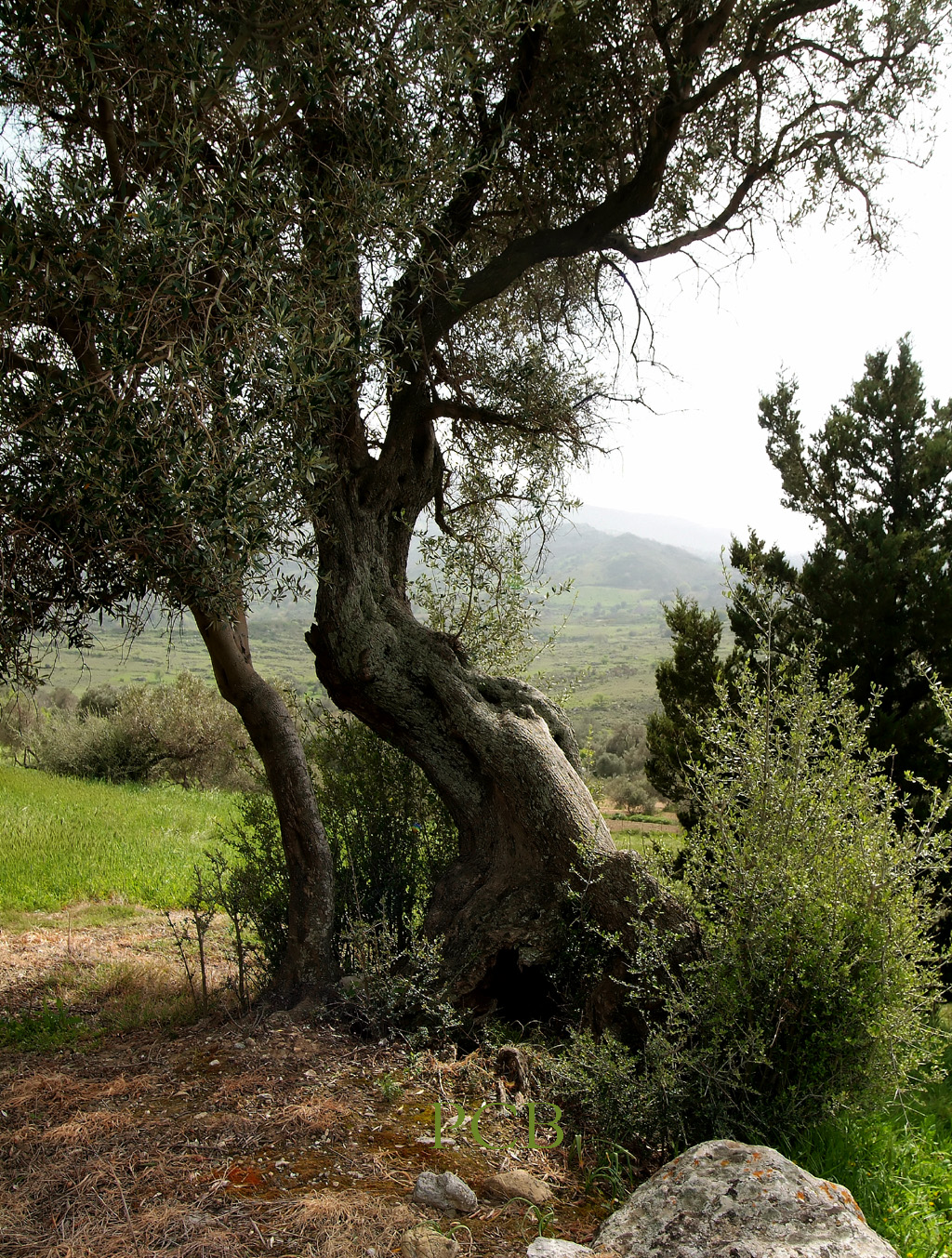 Wilde olijf, Kreta