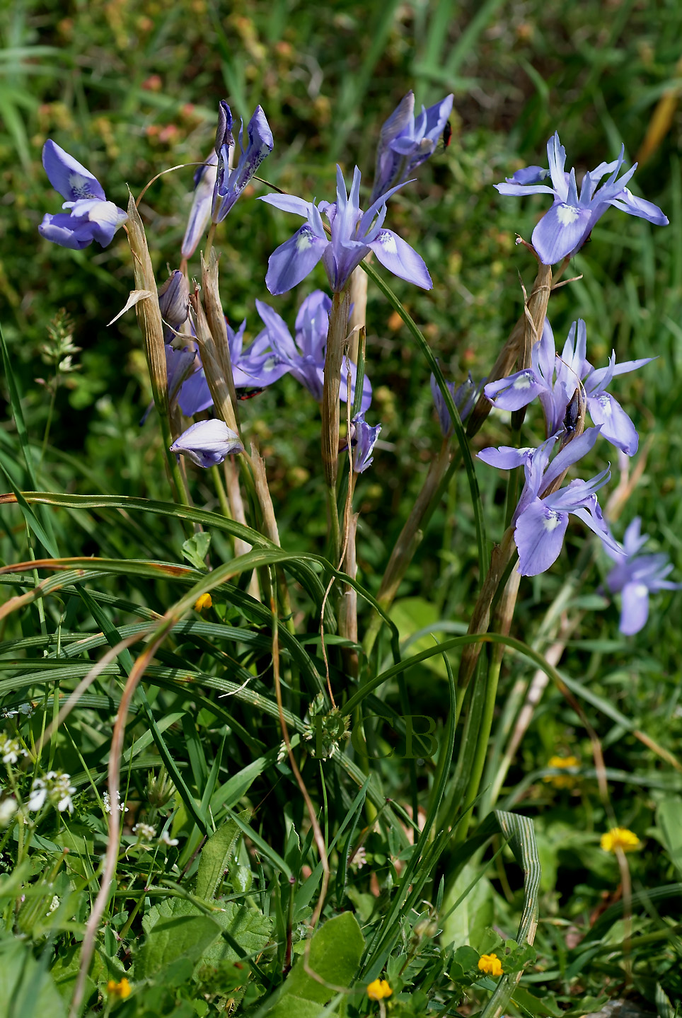 Gynandriris sisyrinchium, wilde iris Kreta