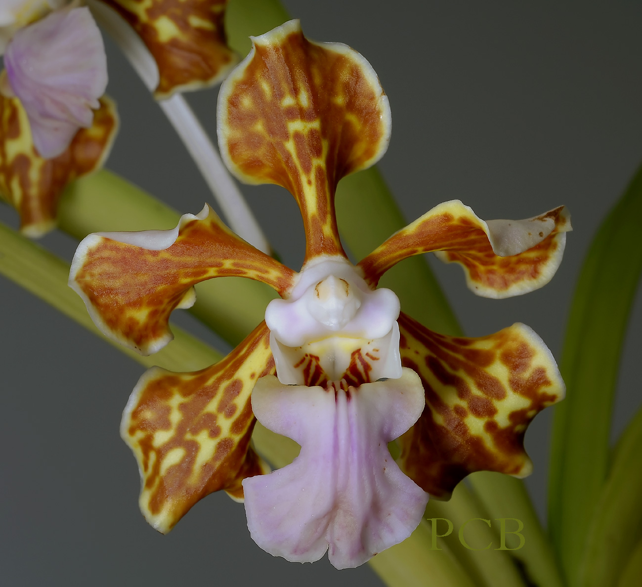 Vanda tricolor var. insignis