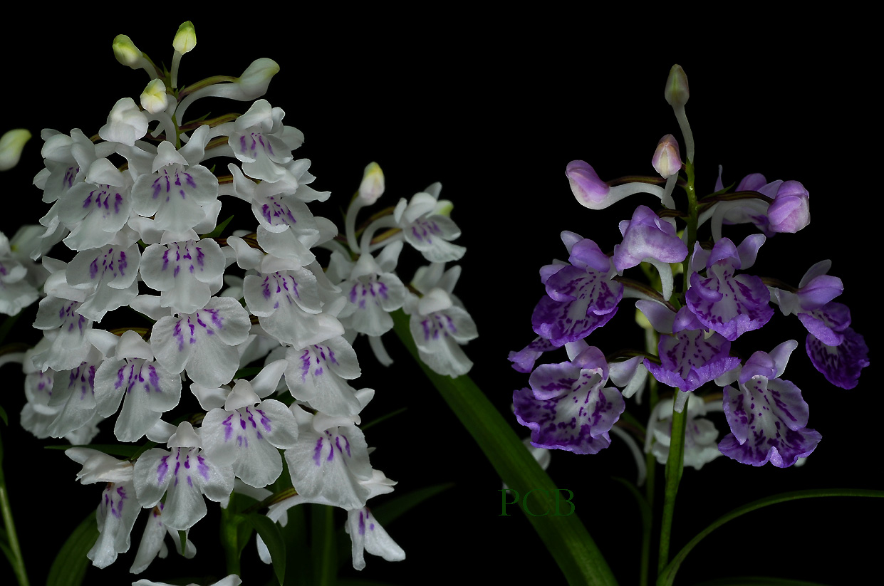 Ponerorchis