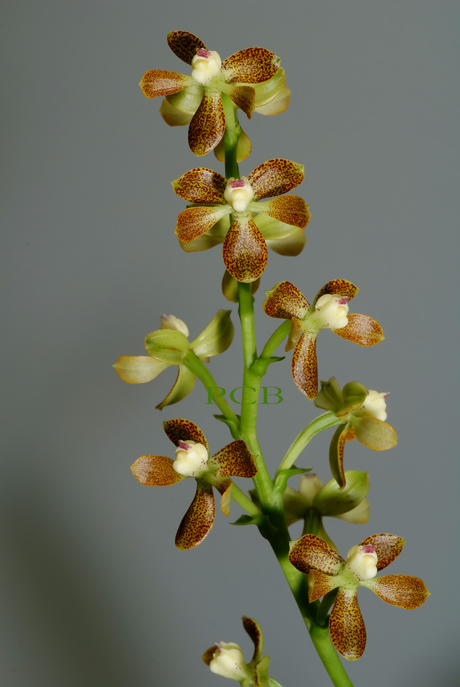 Encyclia vespa