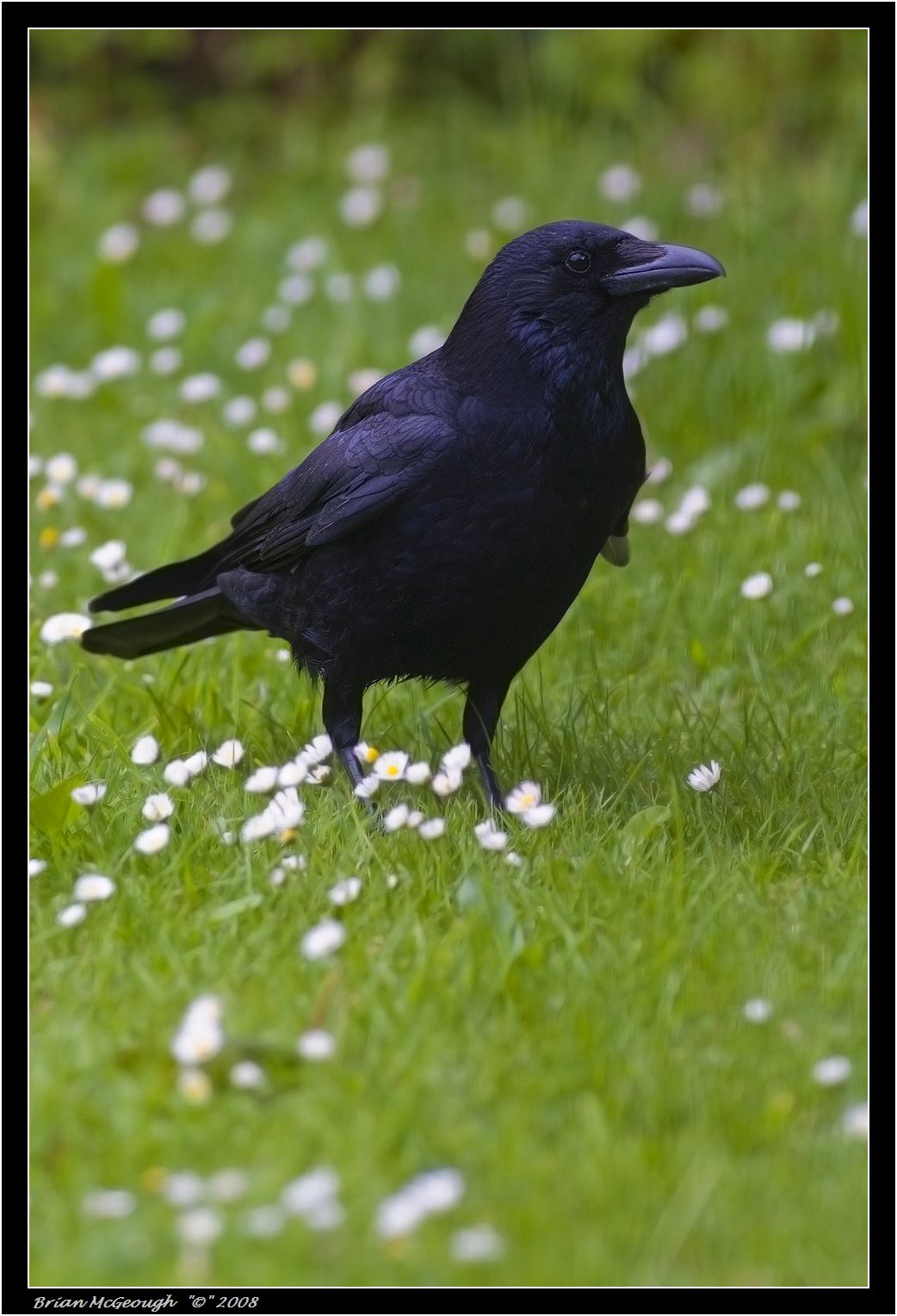 carrion crow.jpg