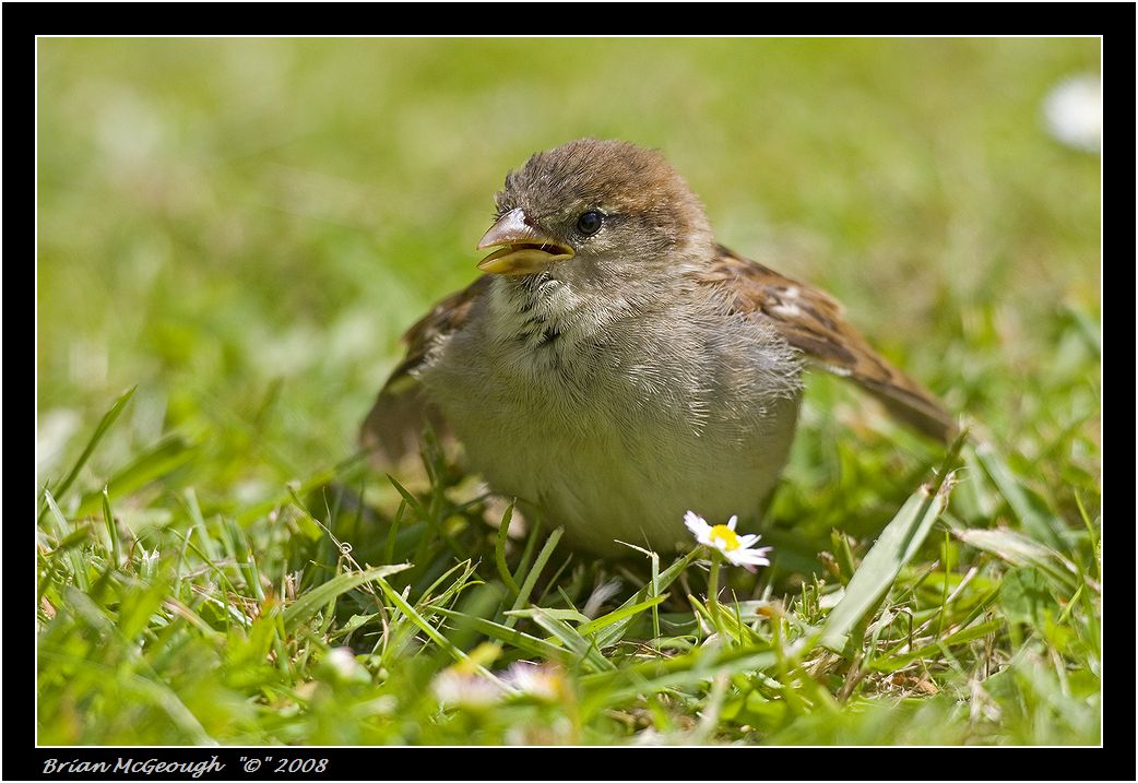 baby sparrow.jpg