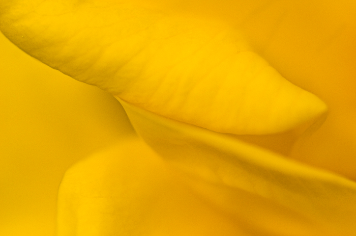 Soft Yellow