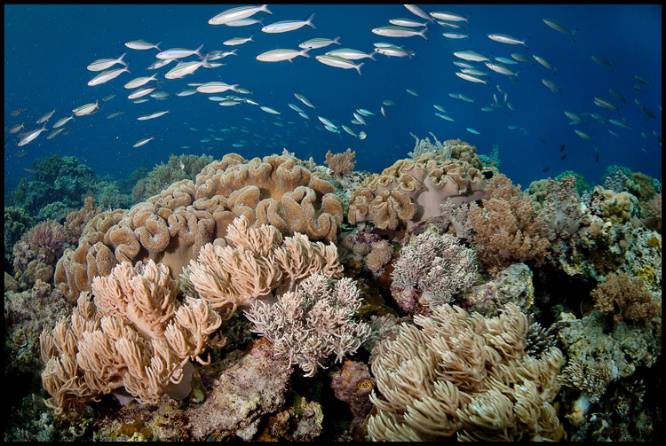 Panga batang reef scenery