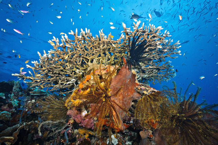 Molana East wall coral reef