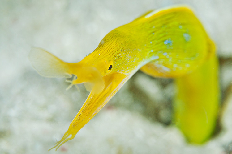 Female ribbon eel