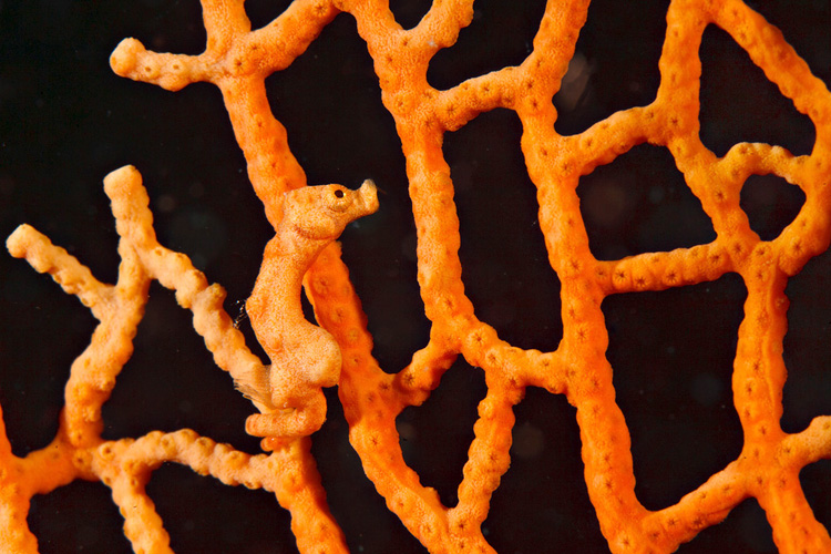 Denise Pygmy seahorse