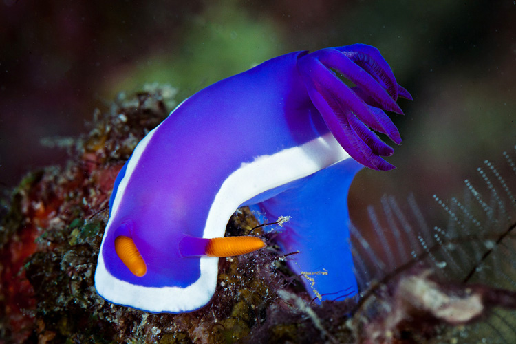 Hypselodoris Bullocki