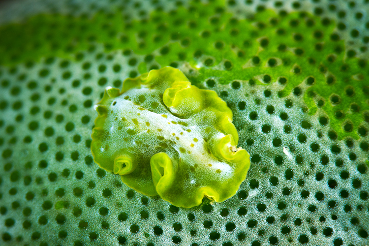 Flatworm on green ascidian