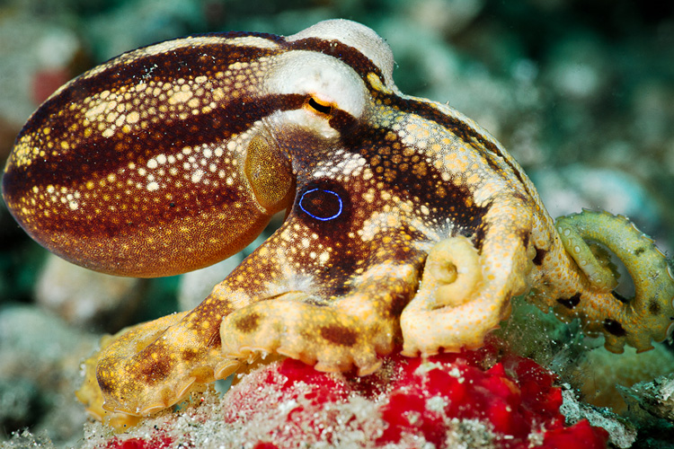 Mototi octopus pissed off