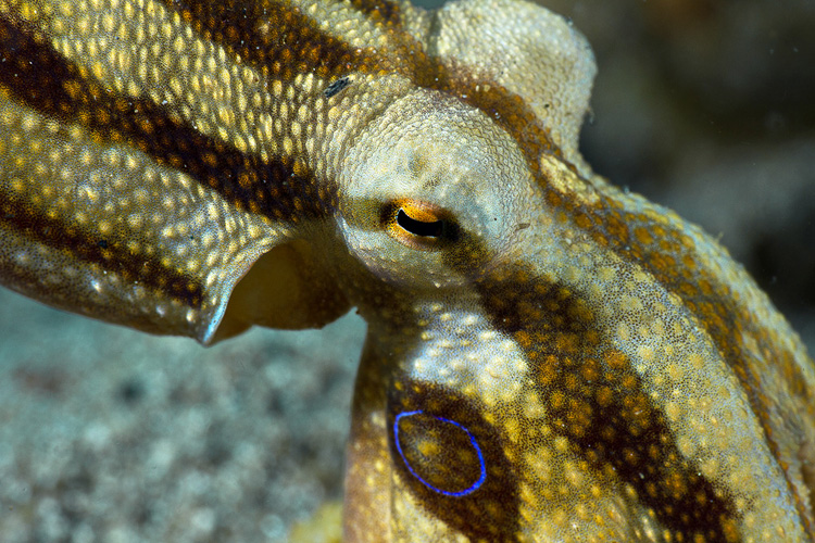 Mototi octopus portrait