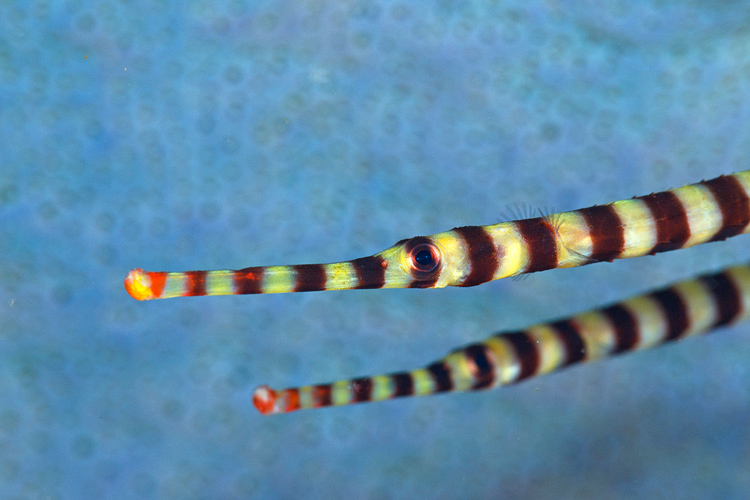 Banded pipefish twins