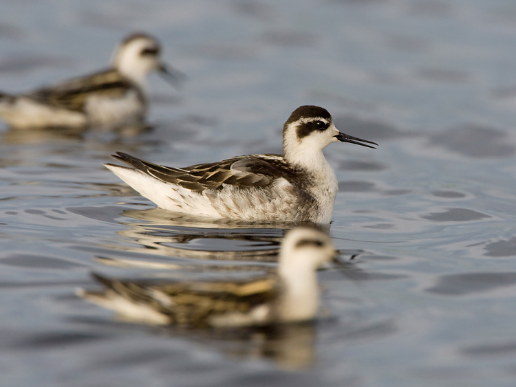 Red-necked Phalarope - Grauwe Franjepoot - Phalaropus lobatus